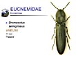Dromaleolus semigriseus